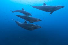 Echolocation Dolphin Echolocation Dolphins Brain Cortex Visual Cortex
