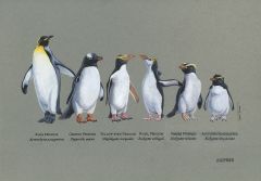 New Zealand Islands Campbell Island Species Subantarctic Campbell Teal