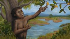 Lucy Lucy's Species Johanson Years Day