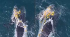 Whales Shark Nets Geoff Aquino Calf Net