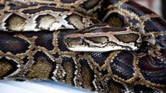 Southwest Florida Pythons Conservancy Snakes South Florida Wildlife