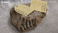 Dna Mammoths Mexico Species Research Ancient Dna