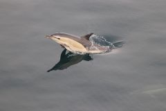 Dolphins Population Bay Dolphin North Atlantic Fishing