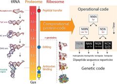 Code Acids Amino Genetic Code Proteins Amino Acids