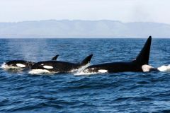 Orcas Whales Bering Island North Pacific Bigg's Orcas Groups