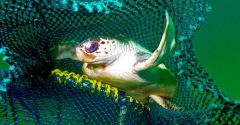 Bycatch Nets Turtles Animals Fishermen Lights