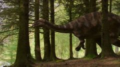 Dinosaurs Dinosaur Fossil Fossils Ornithischians Teeth