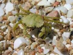 Crabs Females Cables Tank Zone Species