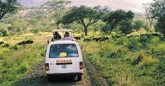 Wildebeest Satellite Animals Estimates Numbers Migration
