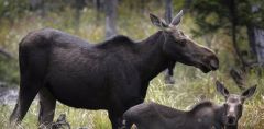 Moose Worm Disease Parasite P Tenuis Deer