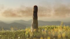 Fungi Life Study Fossils Boyce New Study