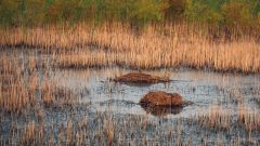 Muskrats North America Cattails Lishawa Wetlands Lakes