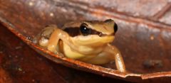 Species Atlantic Forest Rio De Janeiro Esp Iacute Rito Santo Specimens Study