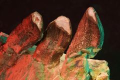 Species Formation Sauropod Leibniz Institute United States Sauropods