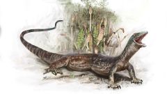 B Elgolensis Snake Lizard Lizards Fossil Years