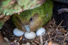 Kakapo New Zealand Birds New Zealand's Eggs Population