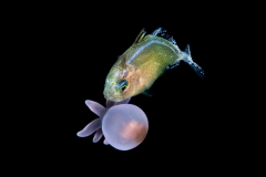 Fish Anemone Afonso Anemones Young Fish Relationship