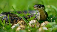 Snakes Birth Eggs Oviparity Animals Species