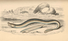 Hagfish Ad Free Experience Receptors Members Ad