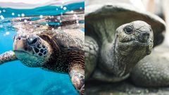 Turtles Tortoises San Diego Difference Feet Water