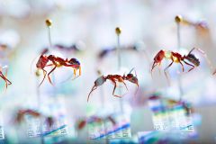 Species Japan Society Science Ant Populations Biodiversity
