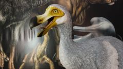 Dodo Cells Bird Germ Pigeon Nicobar
