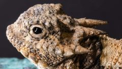 Blood Lizards Defense Predators Sinuses Ants