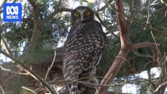 Mr Clarke Owls Bird Wood Powerful Owls Bath