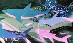 Surface Sharks Area Animals Heat Exchange Ad