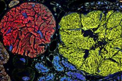 Bacteria Genomes Base Pairs Cells Mitochondria