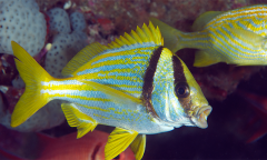 Ad Ad Free Experience Reef Reefs Ocean