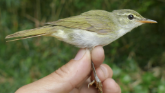 Warbler Leaf Species Tokara Izu Islands Tokara Islands