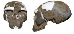 Homo Skull Species Denisovans Longi Homo Longi