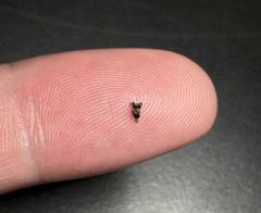 Dr Chester North America Years Purgatorius Teeth Fossils