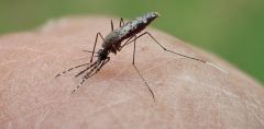 Mosquitoes Anopheles Darlingi Resistance Insecticide Malaria South America