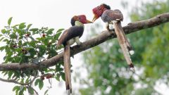Species Bird Programmes Birds Habitat Loss