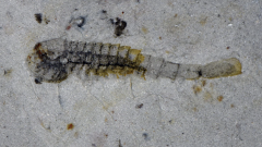 Huayuan Biota Sinsk Event Event Fossils Species Years