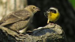 Birds Species Study Bird Brood Vocalisation