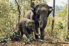 Elephants Asian Elephants Species Researchers Areas Chinese Academy