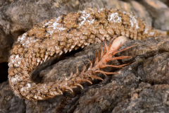 Spider Snake Tail Horned Viper Spider Tailed Bird