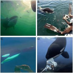 Whales Humans Orcas Towers Prey Something