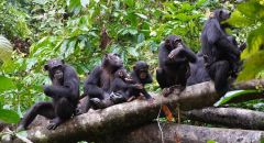 Chimps Goodall's Jane Goodall Chimpanzees Gombe Observations