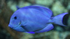 Fish Sounds Sound Species Video Camera