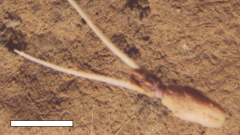 Squid Sea Deep Sea Science Seafloor Ccz