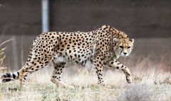 Conservation Cheetah Iran Cheetahs War Wildlife