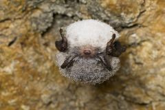 Bats Hibernation Change Dr Krivek Climate Climate Change