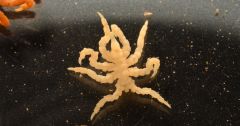 Sea Spiders Dr Brenneis Spider Dr Sharma Sea Spiders