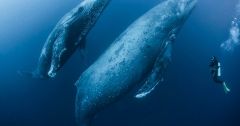 Whales Baleen Whales Years Researchers Video Animals