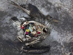 Plastic Species Seabirds Sea Turtles Mortality