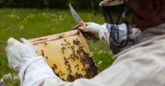 Honeybees Bees Wild Honeybees Species Population Europe